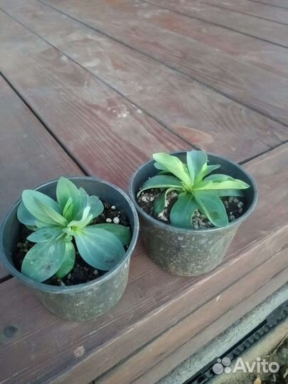 Эустома саженцы