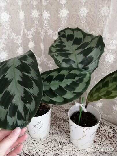 Калатея хелен кеннеди