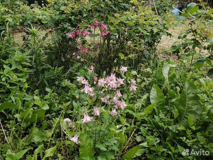 Хоста, пион, ирис, аквилегия, роза кустовая