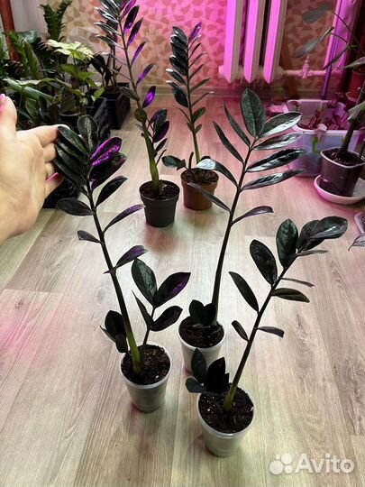 Чёрный замиокулькас Равен