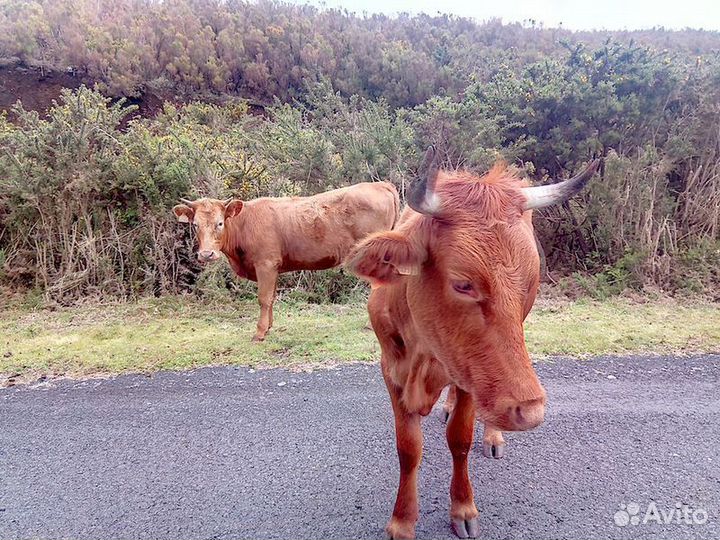 Экскурсия — Мадейра — Первозданная Природа Западно