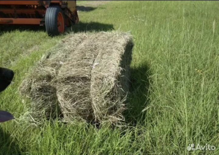 Сено луговое в тюках