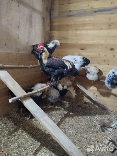 Петух брама