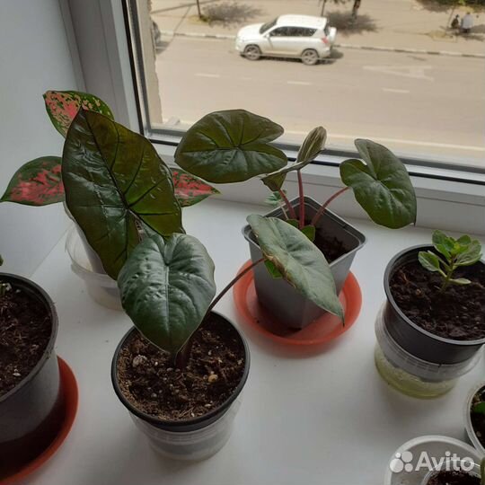 Алоказия Принцесса Юкатан