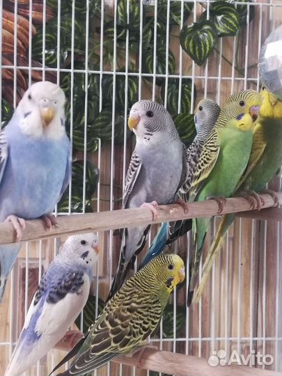 Птенцы. Волнистый попугай. Клетка