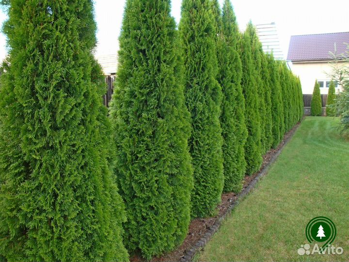 Туя для дачного участка