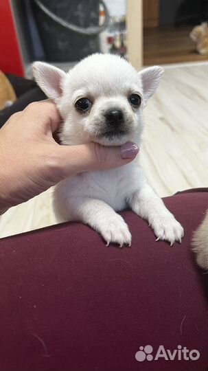 Щенки чихуахуа