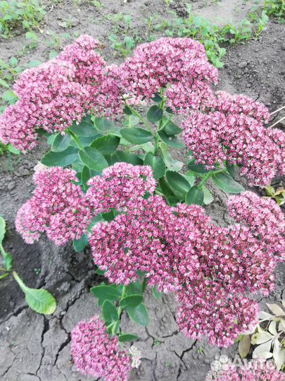 Многолетники