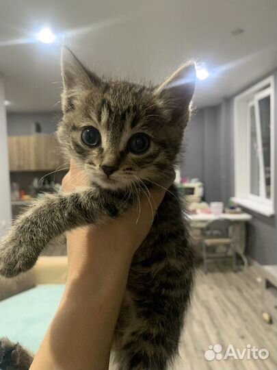Котенок
