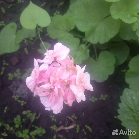 Растения для дома и сада