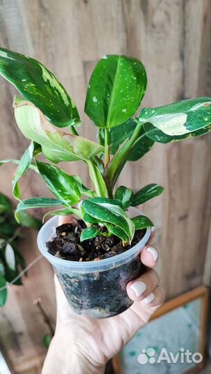 Филодендрон