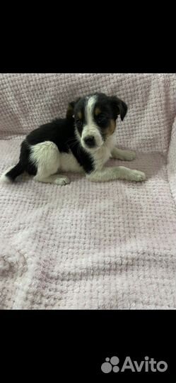 Отдам в добрые руки