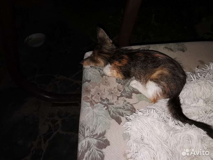 Найден маленький котенок