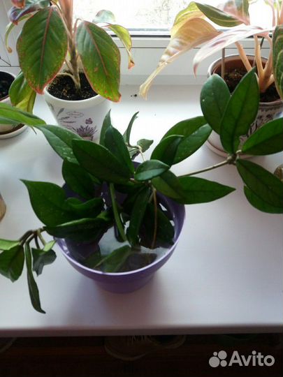 Хойя карноза