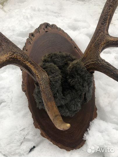 Рога изюбря