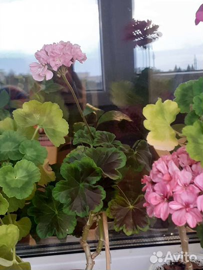 Пеларгония зональная и душистая