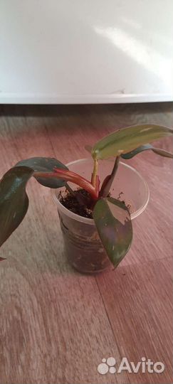 Филодендрон