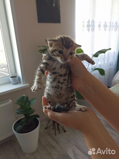 Бенгальский золотые девочки котята