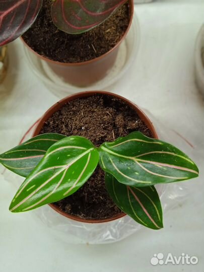 Аглаонема детки