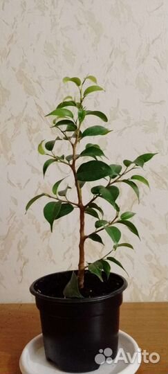 Фикус бенджамина мелколистный