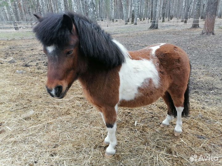 Продам Навоз, Перегной. Машинами, Мешками