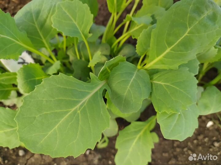 Рассада капусты