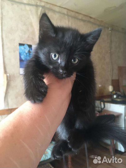 Котята от шотландской кошки, в добрые руки