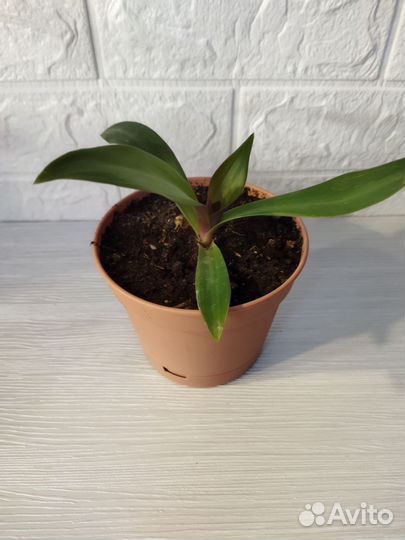 Традесканция разноцветная (Рео)