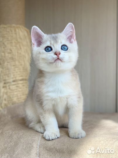 Голубое золото (шиншила)