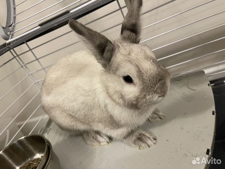 Декоративный кролик мальчик