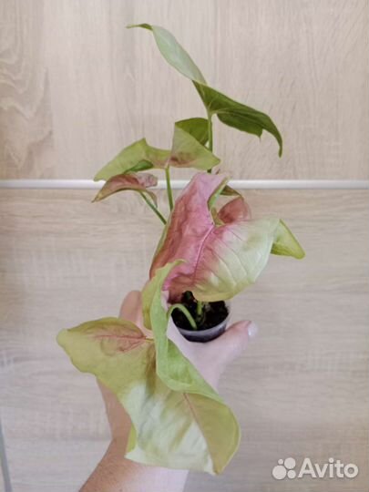 Сингониум Неон робуста, Милк конфетти