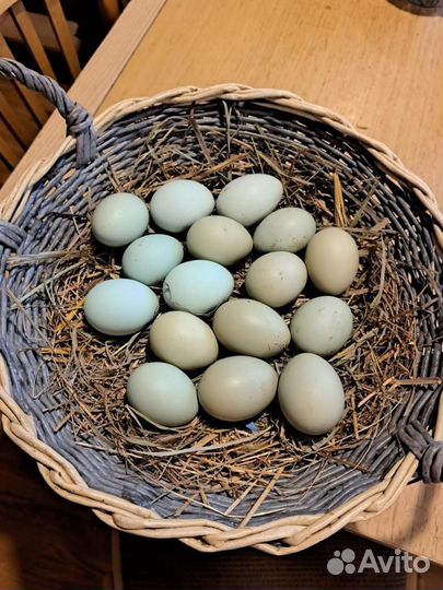 Инкубационное яйцо