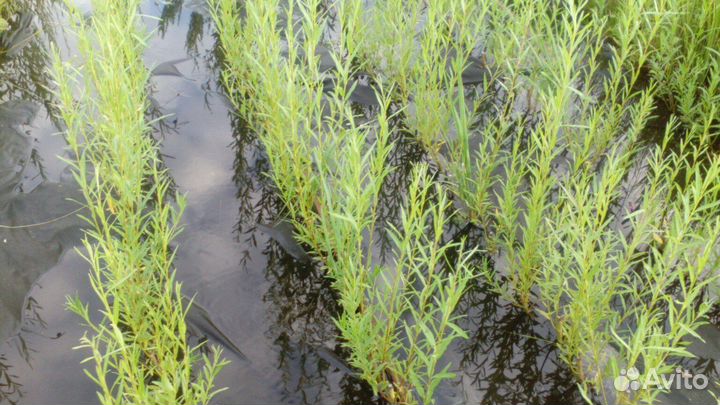 Черенки сортовой ивы