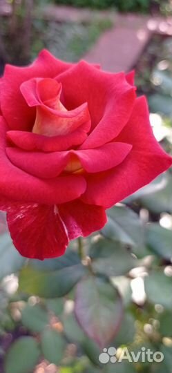 Роза Франция