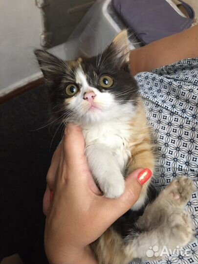 Котята в добрые руки (поселок Роза)