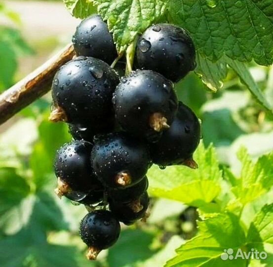 Смородина черная ягоды