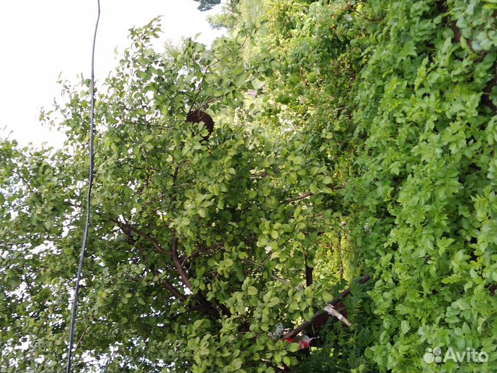 Пчелы, пчелопакеты,отводки, Карника