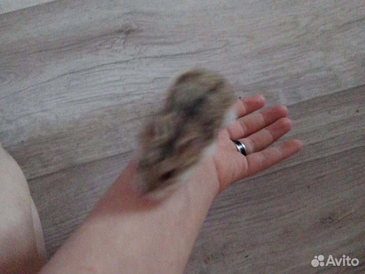 Джунгарский хомяк бесплатно девочка