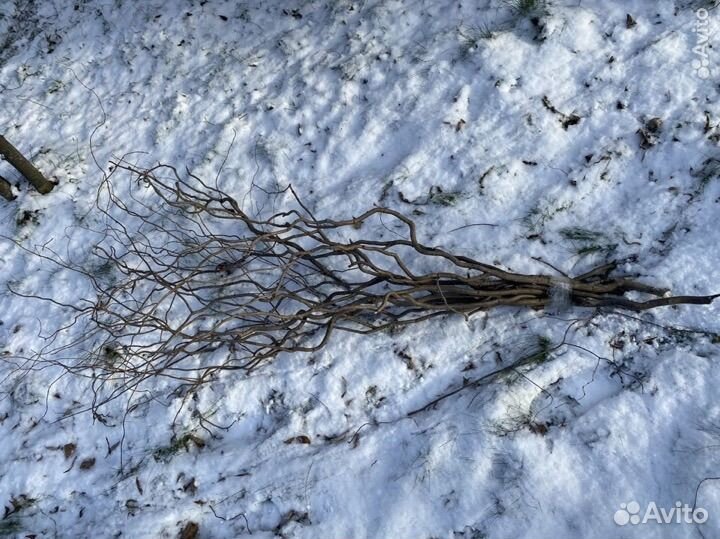 Ветки корелиуса