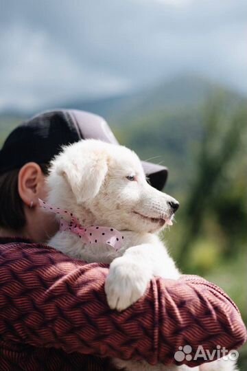 Щенок в добрые руки