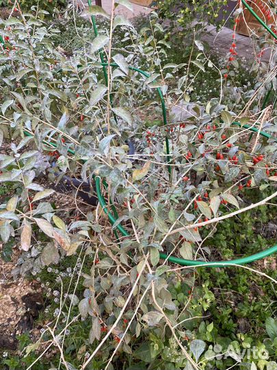 Кусты ягоды Годжи