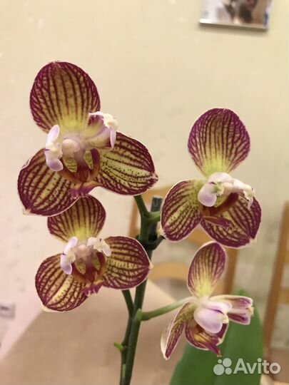 Орхидея фаленопсис равелло бабулетка