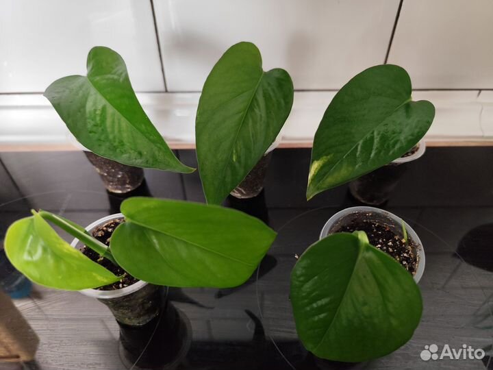 Сциндапсус