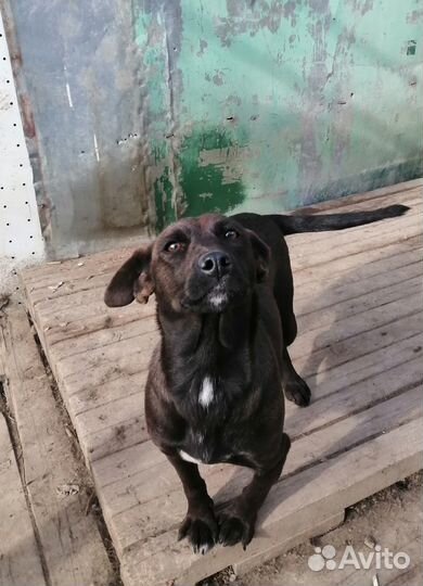 Маленькая собачка в добрые пуки бесплатно