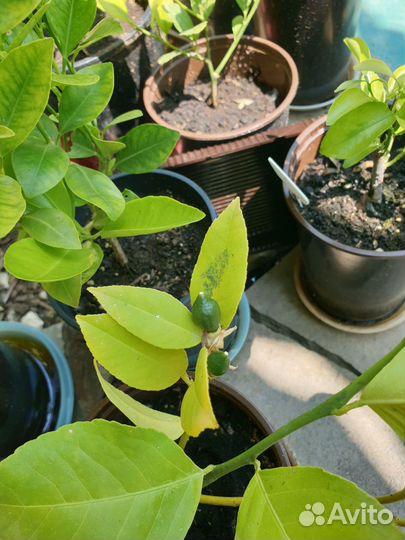 Лимонное дерево