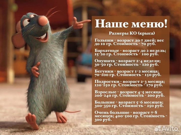 Крысы кормовые