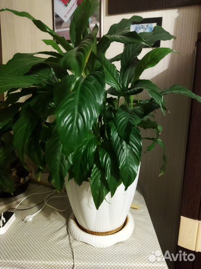 Комнатные растения цветы большие