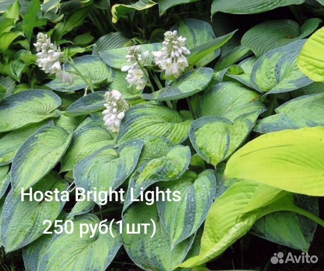 Растения цветы для сада Хоста