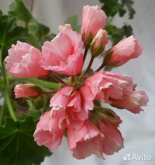 Пеларгония герань Marie Louise