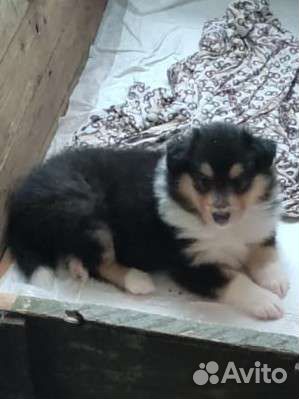 Щенки Колли